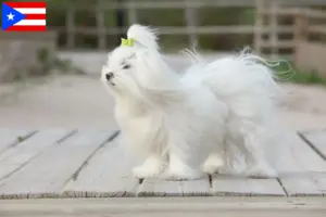 Read more about the article Maltese breeders and puppies in Puerto Rico