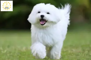 Read more about the article Maltese breeders and puppies in Rhode Island