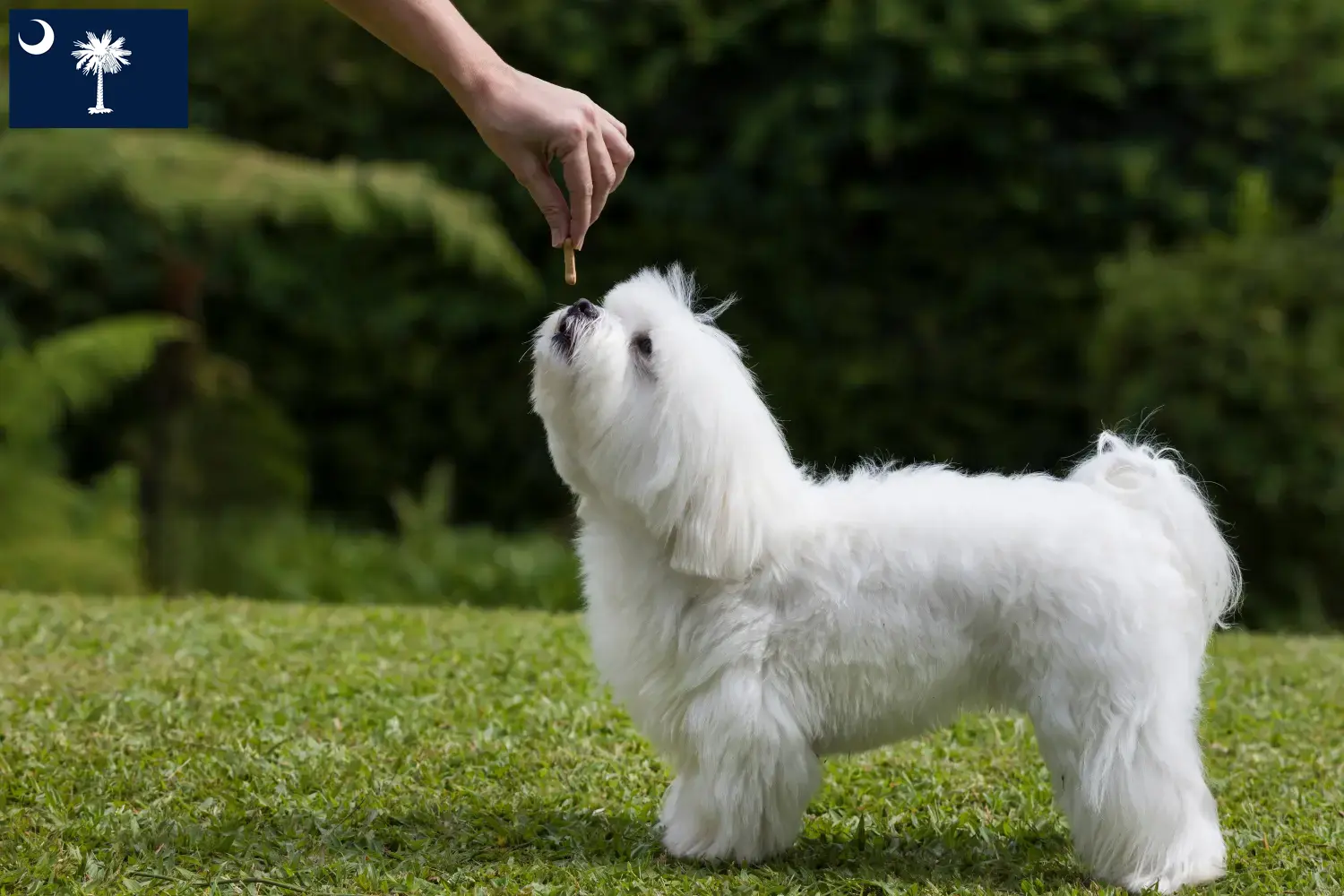 Maltese puppies and breeders South Carolina Find Maltese breeders in South Carolina.