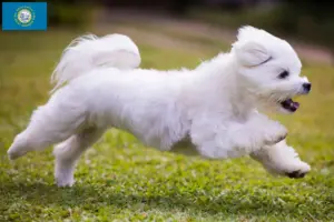 Read more about the article Maltese breeders and puppies in South Dakota