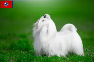 Read more about the article Maltese breeders and puppies in Tennessee
