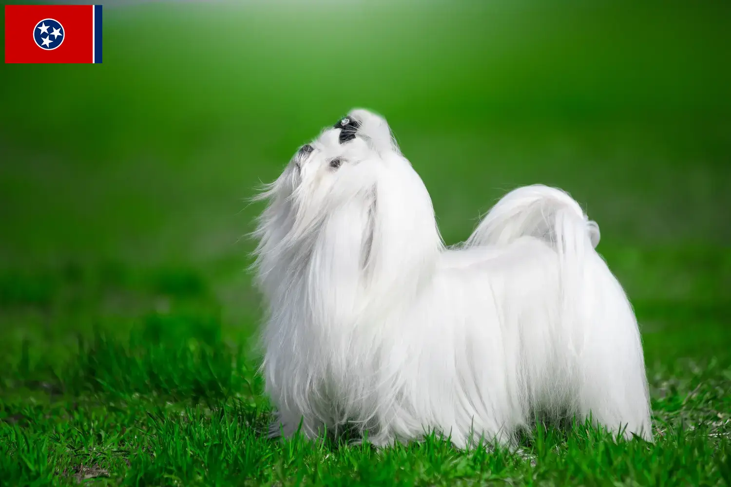 Maltese puppies and breeder Tennessee Find Maltese breeders in Tennessee here.