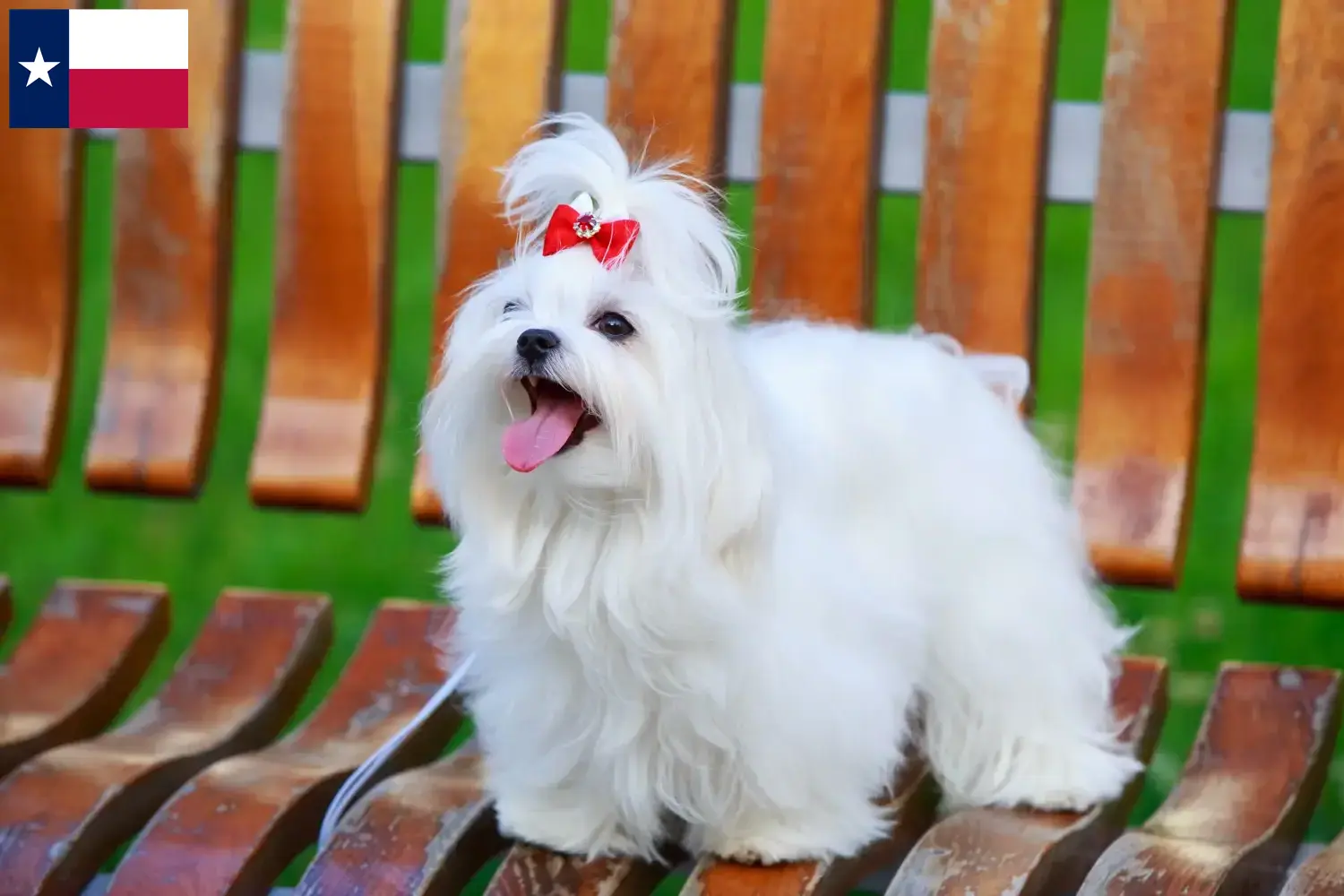 Read more about the article Maltese breeders and puppies in Texas