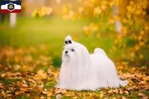 Read more about the article Maltese breeders and puppies in Utah