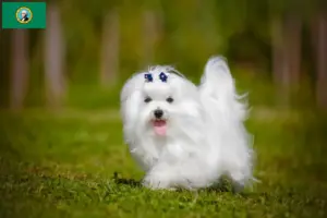 Read more about the article Maltese breeders and puppies in Washington