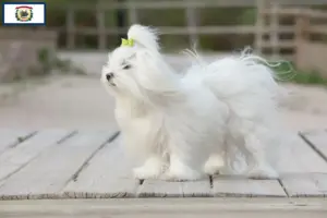 Read more about the article Maltese breeders and puppies in West Virginia