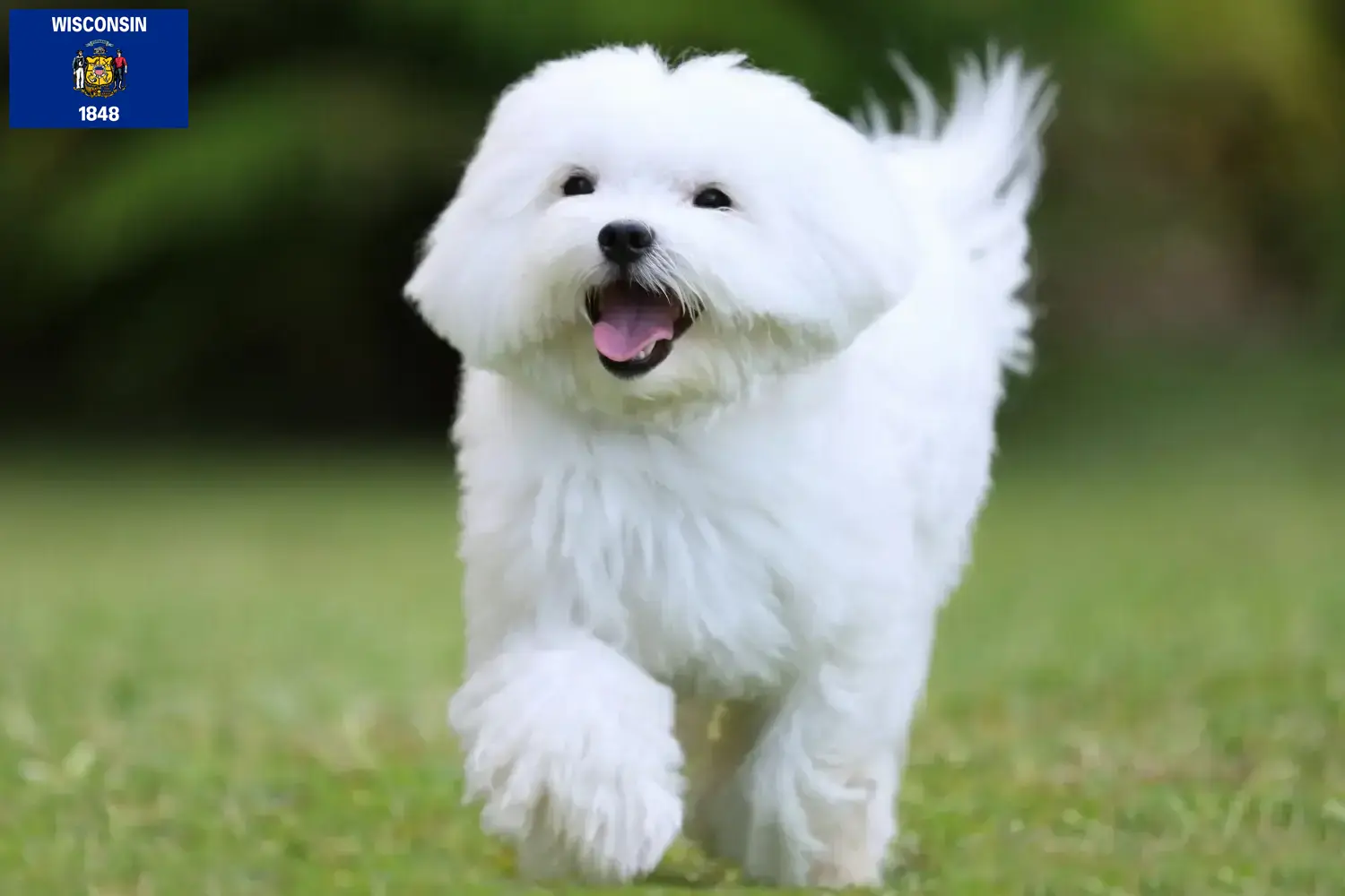Maltese puppies and breeders Wisconsin Find Maltese breeders in Wisconsin here.