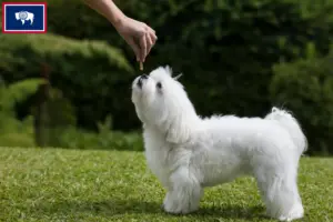 Read more about the article Maltese breeders and puppies in Wyoming