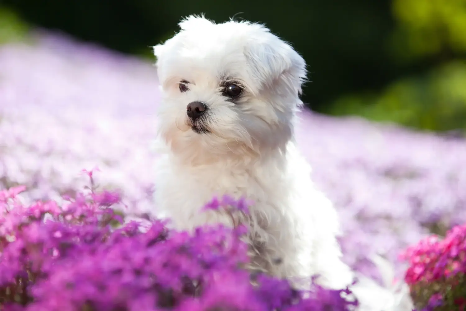 Buying a Maltese puppy means taking responsibility! Buy Maltese puppies.