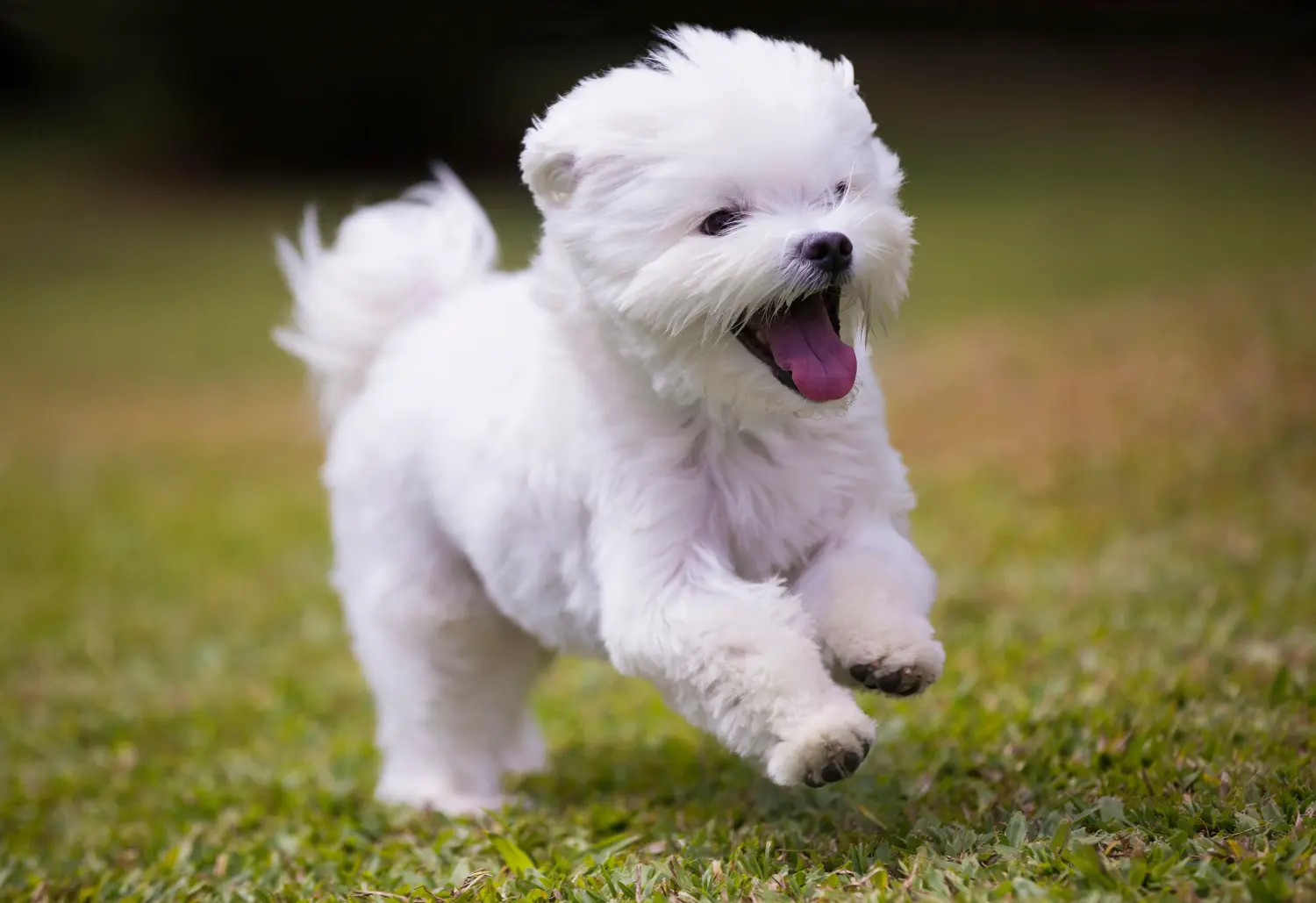 Buying a Maltese puppy means taking responsibility! Buy Maltese puppies.