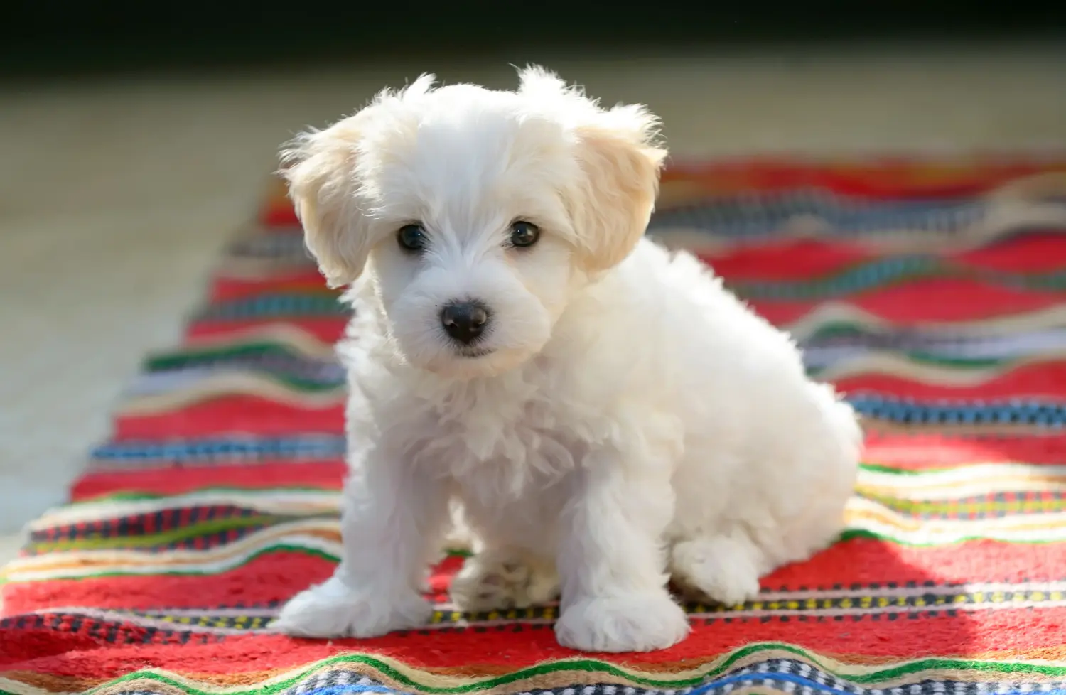 Buying a Maltese puppy means taking responsibility! Buy Maltese puppies.