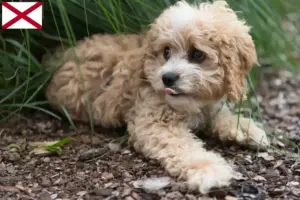 Read more about the article Maltipoo breeders and puppies in Alabama