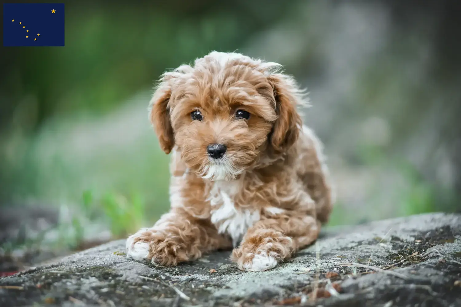 Maltipoo puppies and breeders Alaska Here you can find Maltipoo breeders in Alaska.