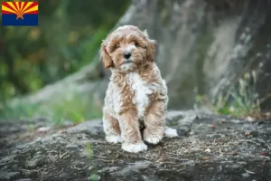 Read more about the article Maltipoo breeders and puppies in Arizona