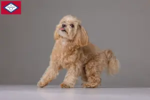 Read more about the article Maltipoo breeders and puppies in Arkansas