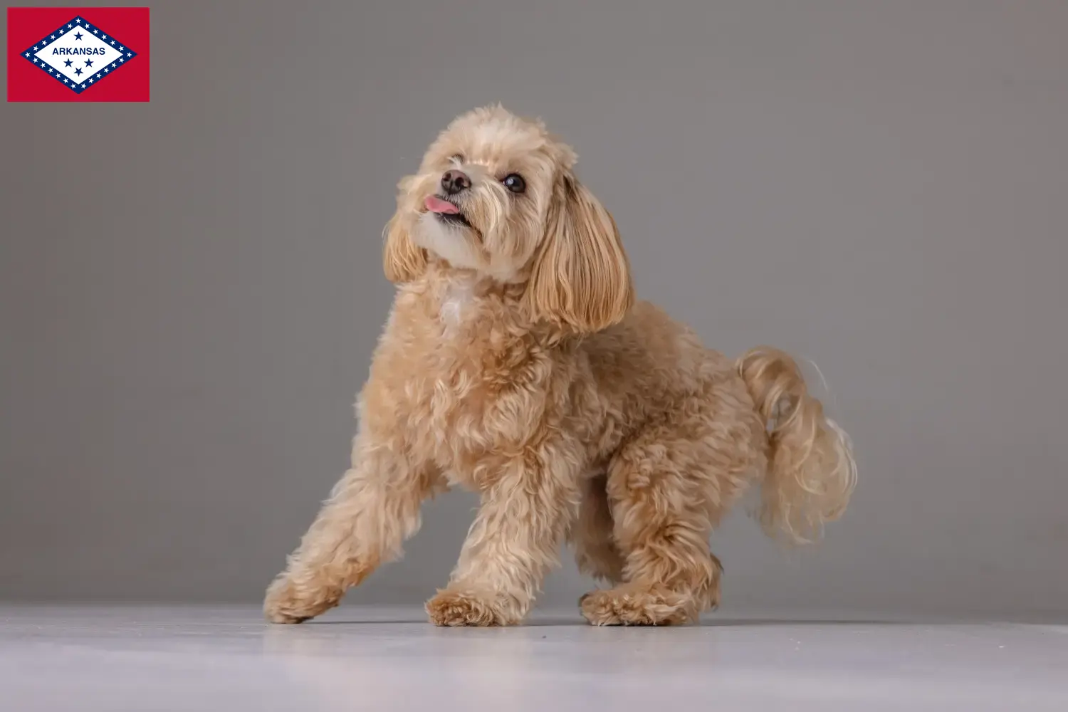 Maltipoo puppies and breeders Arkansas Here you can find Maltipoo breeders in Arkansas.