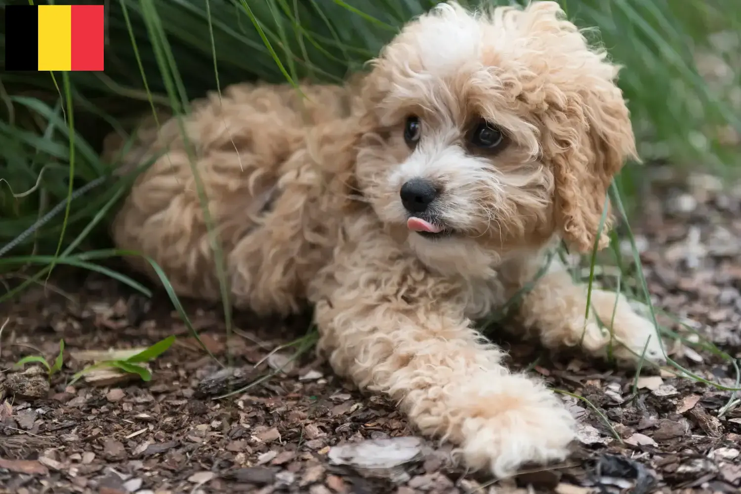 Maltipoo puppies and breeders Belgium Here you can find Maltipoo breeders in Belgium.