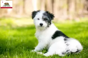 Read more about the article Maltipoo breeders and puppies in California