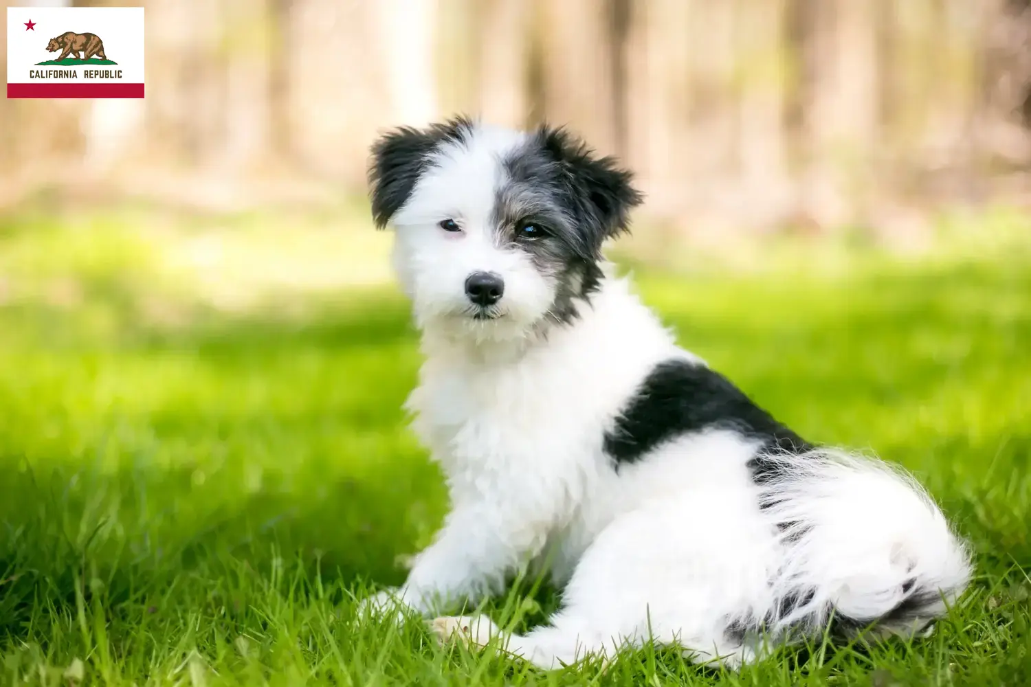 Maltipoo puppies and breeders California Here you can find Maltipoo breeders in California.