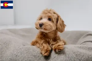 Read more about the article Maltipoo breeders and puppies in Colorado