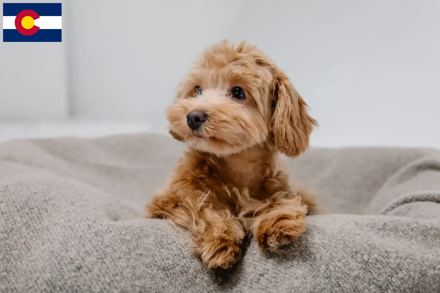 Maltipoo puppies and breeders Colorado Find Maltipoo breeders in Colorado here.