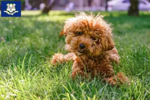 Read more about the article Maltipoo breeders and puppies in Connecticut