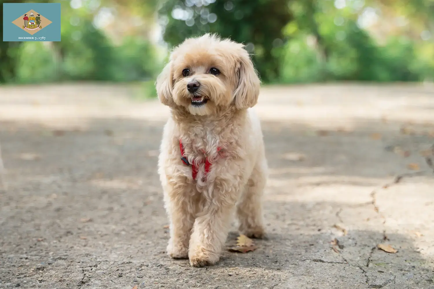 Maltipoo puppies and breeders Delaware Find Maltipoo breeders in Delaware here.