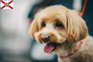 Read more about the article Maltipoo breeders and puppies in Florida