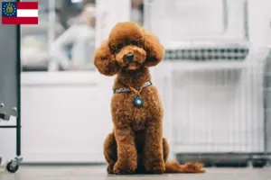 Read more about the article Maltipoo breeders and puppies in Georgia
