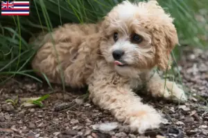 Read more about the article Maltipoo breeders and puppies in Hawaii