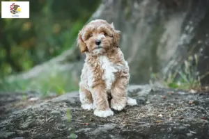 Read more about the article Maltipoo breeders and puppies in Illinois