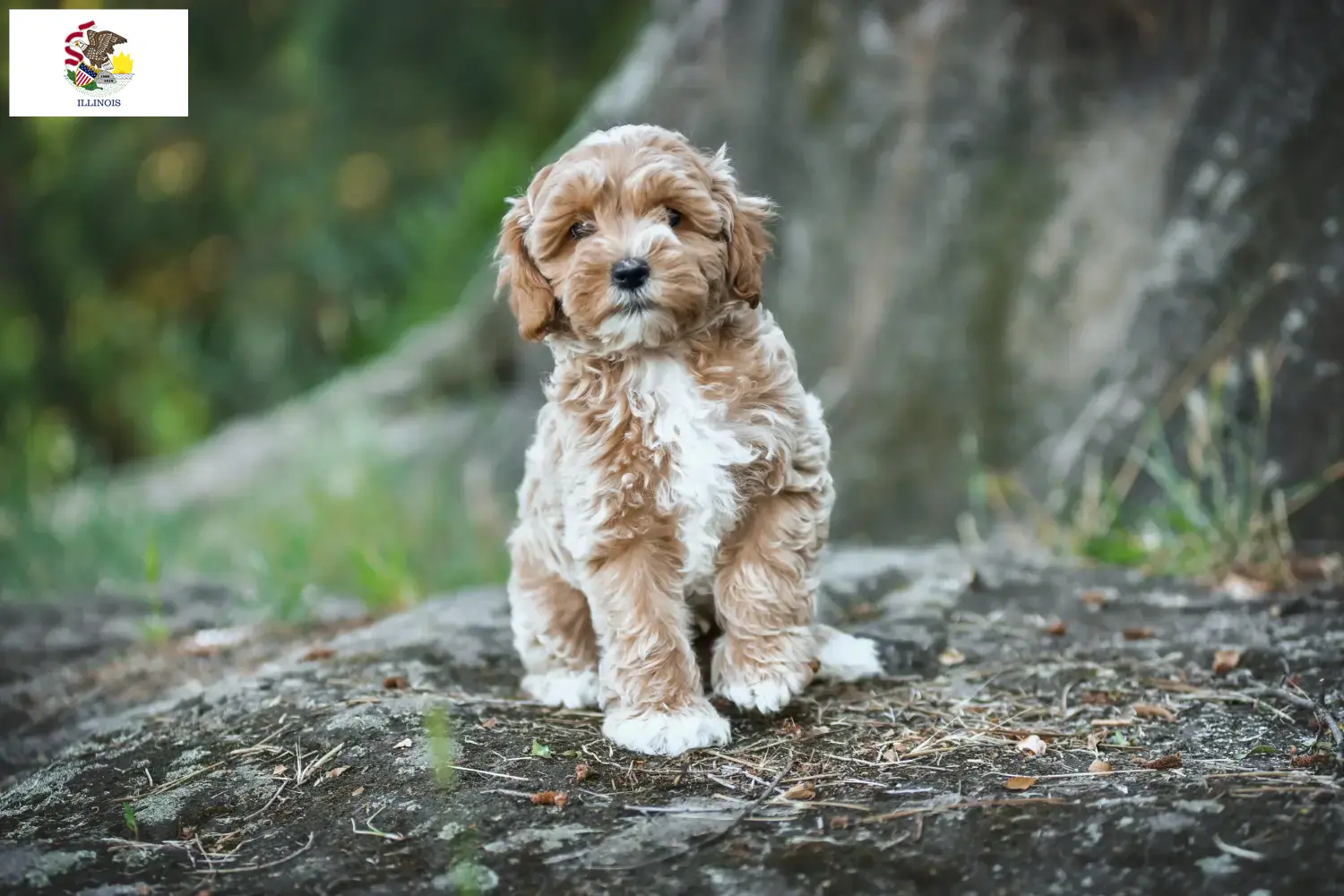 Maltipoo puppies and breeders Illinois Find Maltipoo breeders in Illinois here.