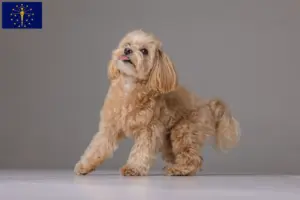 Read more about the article Maltipoo breeders and puppies in Indiana