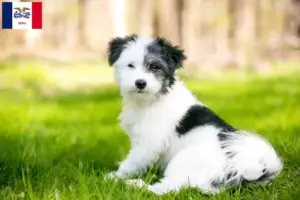 Read more about the article Maltipoo breeders and puppies in Iowa
