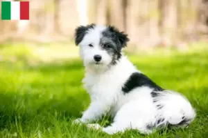 Read more about the article Maltipoo breeders and puppies in Italy