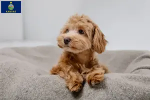 Read more about the article Maltipoo breeders and puppies in Kansas