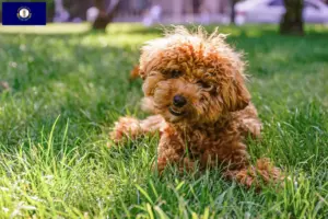 Read more about the article Maltipoo breeders and puppies in Kentucky