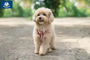 Read more about the article Maltipoo breeders and puppies in Louisiana