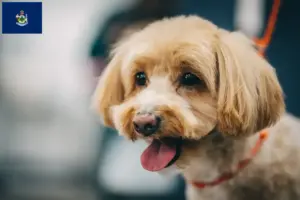 Read more about the article Maltipoo breeders and puppies in Maine