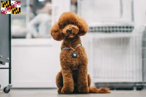 Read more about the article Maltipoo breeders and puppies in Maryland