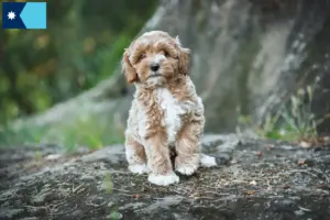 Read more about the article Maltipoo breeders and puppies in Minnesota