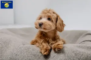 Read more about the article Maltipoo breeders and puppies in Montana