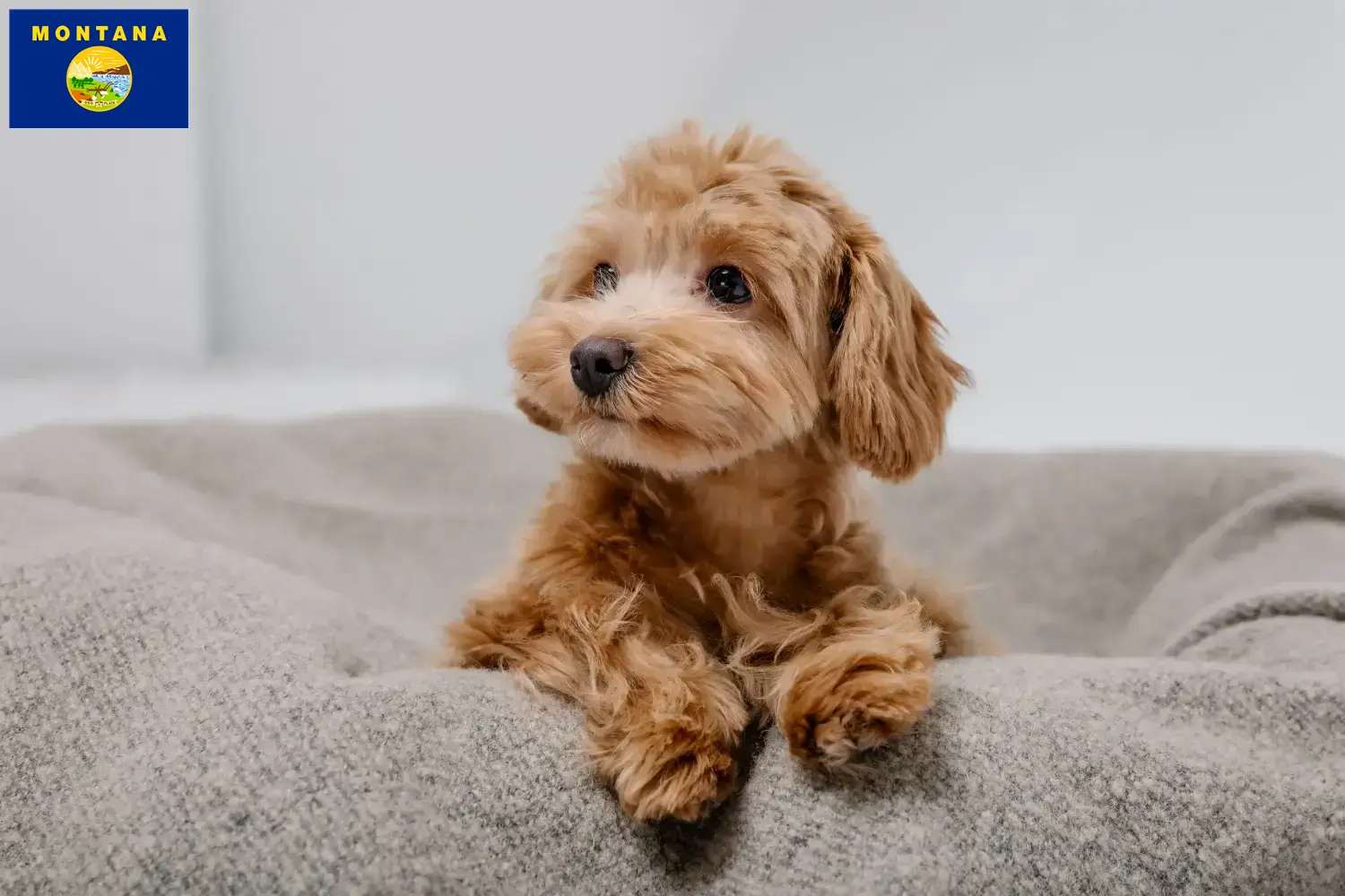 Maltipoo puppies and breeder Montana Find Maltipoo breeders in Montana here.