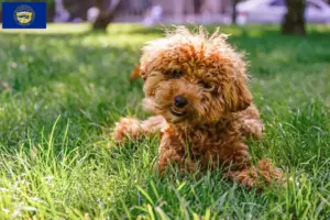 Read more about the article Maltipoo breeders and puppies in Nebraska