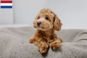 Read more about the article Maltipoo breeders and puppies in the Netherlands