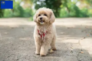 Read more about the article Maltipoo breeders and puppies in Nevada