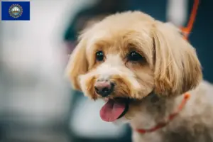 Read more about the article Maltipoo breeders and puppies in New Hampshire