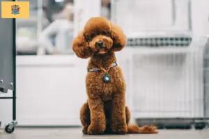 Read more about the article Maltipoo breeders and puppies in New Jersey