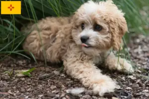 Read more about the article Maltipoo breeders and puppies in New Mexico