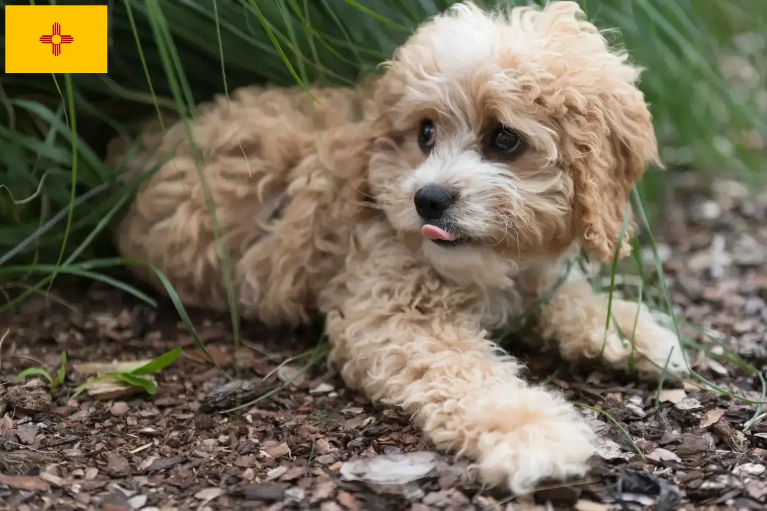 Maltipoo puppies and breeders New Mexico Find Maltipoo breeders in New Mexico here.